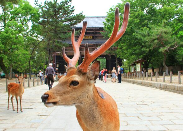 奈良公園の鹿